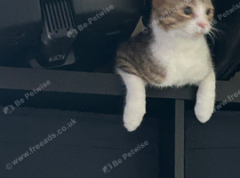 Female cat
