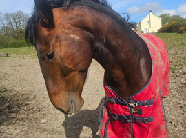 Cleveland bay stallion 3yr old