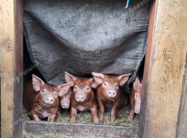 Tamworth Piglets