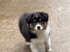 Australian Shepherd Black Tri Puppies