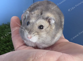 Winter White dwarf hamster boy Pedigree