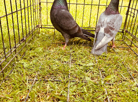 Colour racing pigeons