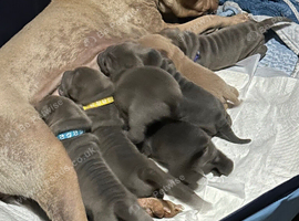 5 Shar pei&rsquo;s