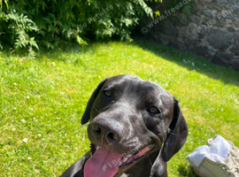 8 months old staffy x cocker spaniel