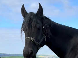 KFPS Friesian Broodmare - In Foal