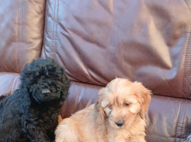 Gorgeous cavapoo puppies