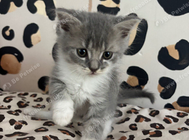British Longhair Kittens
