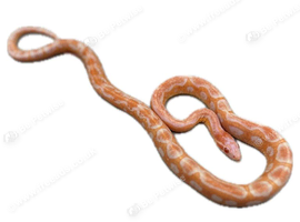 Various corn snakes