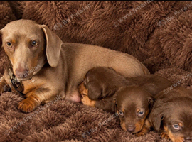 Miniature dachshund puppies
