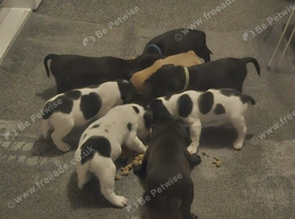 6 gorgeous puppy for sale 2 boys 4girls
