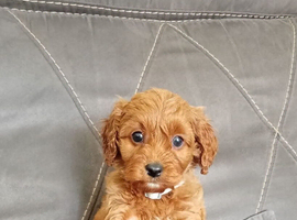 Cavapoo puppies