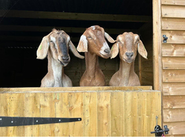 3 Anglo Nubian Wethers