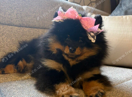 Pomeranian girl kc registered champion blood lineRussian and Thai wan