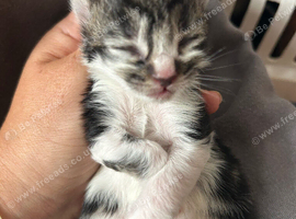 5 Adorable Turkish Van Kittens
