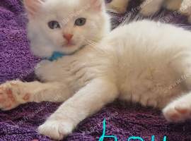 TURKISH ANGORA X