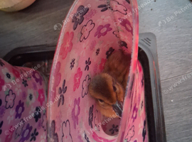 4 ducklings for loving homes