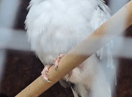 I need diamonds dove