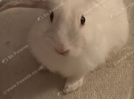 Beautiful White Female Rabbit &ndash; Loving Home Wanted