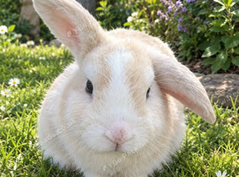 Peanut butter needs a new home