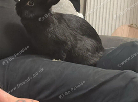Black female