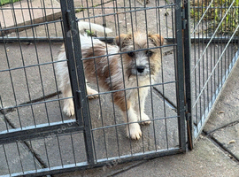 Jack Russel