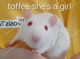 Pet rats looking for ever home