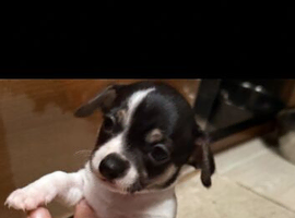 Female Chihuahua miniature 3 month old