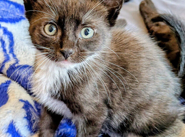 Meet This Playful Little Boy - A Sweet Kitten Full of Character