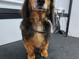 long haired miniature dachshund