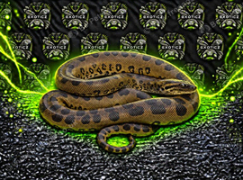 Anaconda Babies