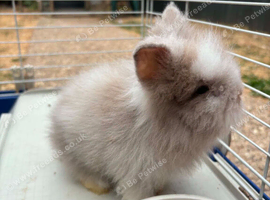 7wk lionhead bucks ready now