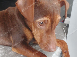 Dachshund crossed with toy terrier