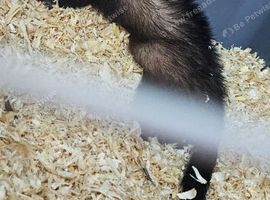 10 week old Jill Baby Ferret