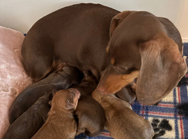 4 gorgeous girls ready 13th July. Shipoo & miniature dachshund