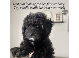2 beautiful toy poodles looking for their forever home