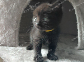 Beautiful black fluffy babies. 1 boy left
