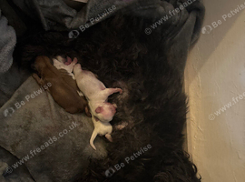 Shih Tzu for sale