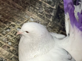 Indian Garden Pigeon