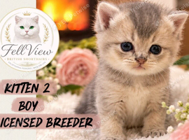 Beautiful GCCF Registered British Shorthair Kittens
