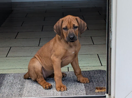 Rhodesian Ridgeback Girl