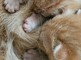 Kittens are looking for forever homes