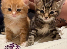 3 gorgeous fluffy kittens