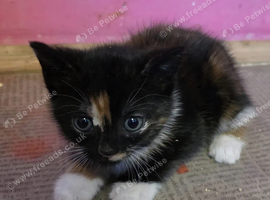 Ginger and tortie kittens