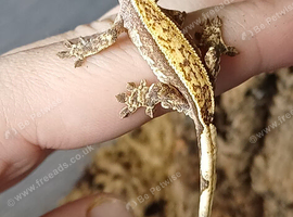 Baby crested geckos