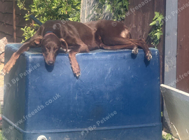 6 year female looking for her forever home