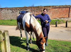 Stunning chestnut and white tobiano
