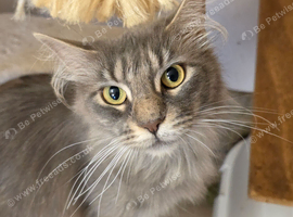 3 x 2year old female maine coon cats