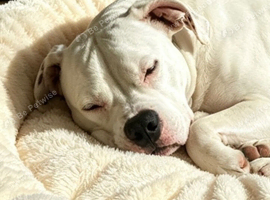 Staffy  bulldog