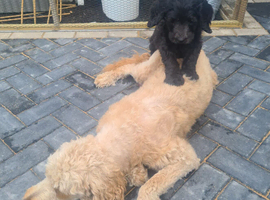 F1B  Rare black standard Goldendoodle puppies in North Wales