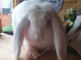 Vaccinated French Lop Does 6 month old